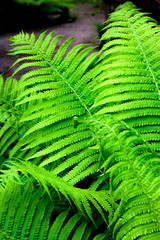 Beautiful green fern leaves natural background