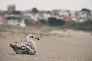 seagull relaxing on the beach in front of a city