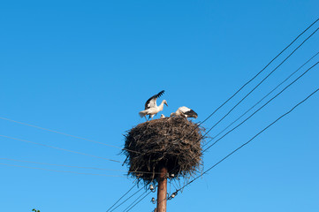 Fototapeta premium Stork birds on the nest on a beautiful day on the blue sky background