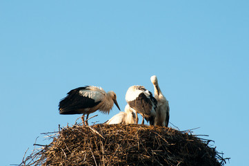 Stork birds on the nest on a beautiful day on the blue sky background