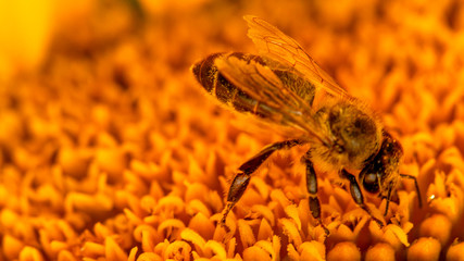 Bee in a yellow pollen, collects sunflower nectar