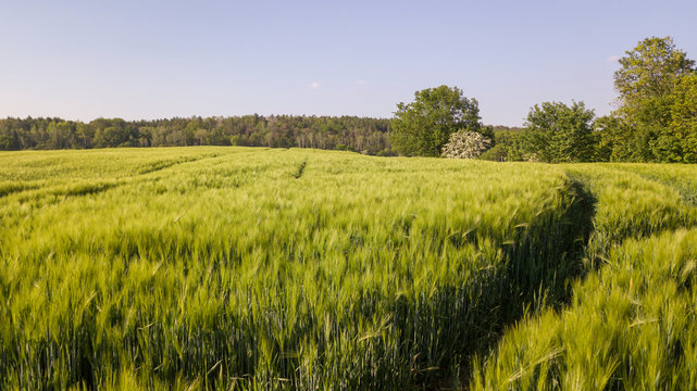 Gerste im Mai (Fr&uuml;hling)