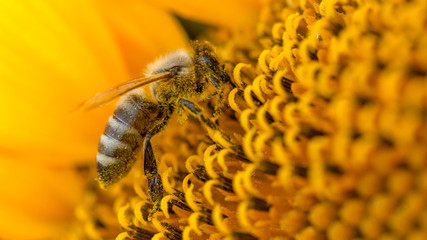 Bee in a yellow pollen, collects sunflower nectar - obrazy, fototapety, plakaty