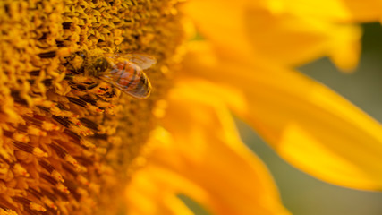 Bee in a yellow pollen, collects sunflower nectar
