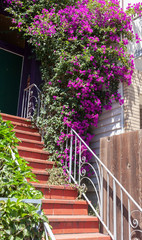 Fototapeta na wymiar Purple bougainvillea hanging above red steps.