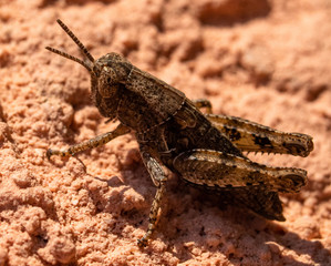 Brown grasshopper standing on a house wall