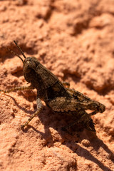 Brown grasshopper standing on a house wall
