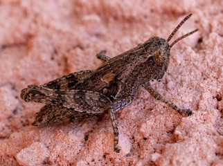 Brown grasshopper standing on a house wall