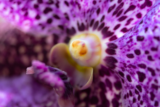 Ascocenda, hybrid orchids genus,Ascocenda Princess Mikasa Sapphire