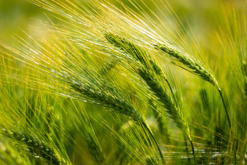 spikelets of green brewing barley in a field.