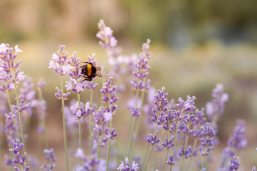 Bumblebee on a lavender flower in a lavender field close-up. Macro shooting. Soft focus. Blurred background