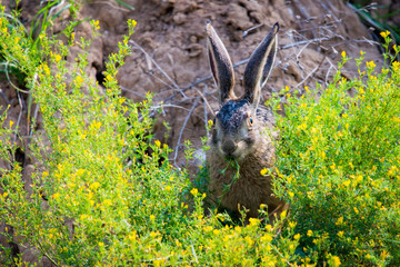 Wild brown hare with big ears sitting in a grass