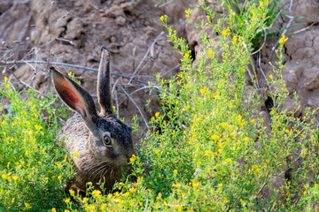 Wild brown hare with big ears sitting in a grass