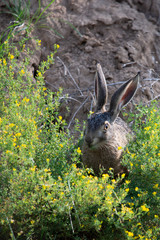 Wild brown hare with big ears sitting in a grass