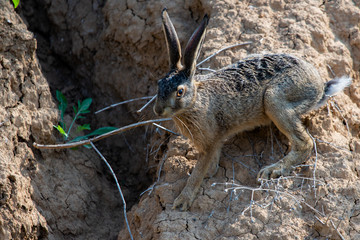 Brown hare or lepus europaeus on ground or rock