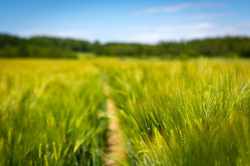 Obraz na płótnie Canvas spikelets of green brewing barley in a field.