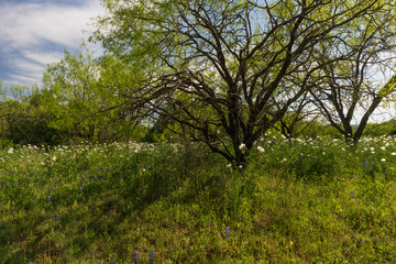 Fototapeta premium White prickly poppies, wildflowers in a field in Texas hillcountry