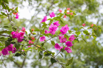 Blooming Bougainvillea Blossoms