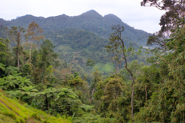 The view from malaysian highlands