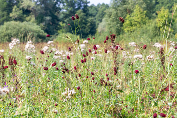 Sanguisorba officinalis landscape © AlexanderZam
