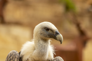 Gros plan sur un vautour fauve au zoo de Doué-la-Fontaine