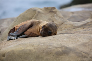 California Sea Lion