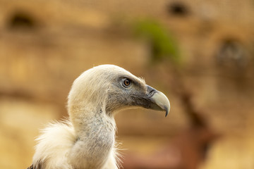 Gros plan sur un vautour fauve au zoo de Doué-la-Fontaine