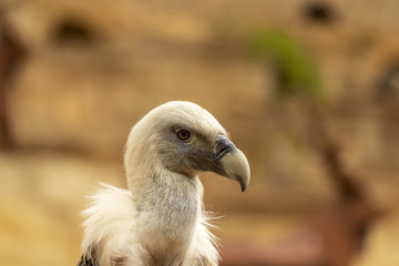 Gros plan sur un vautour fauve au zoo de Doué-la-Fontaine