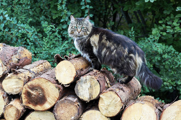 Eine Norwegische Waldkatze sitzt auf einem Stapel Brennholz. Holzstämme mit Katze