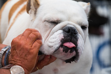 A specimen of bulldog with white and red fur during face cleansing before a dog show.