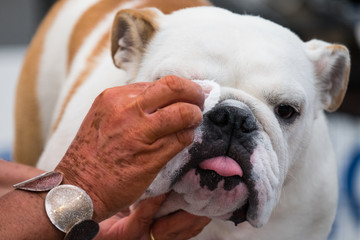 A specimen of bulldog with white and red fur during face cleansing before a dog show.