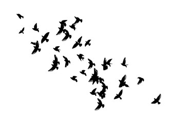 A flock of flying birds. Vector illustration