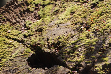 mossy tree stump 