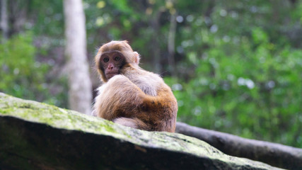 Obraz premium A cute little Rhesus macaque (Macaca mulatta) monkey in Zhangjiajie National Forest Park, China