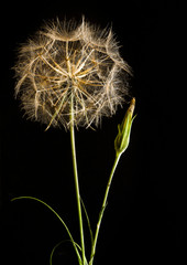 Seed head and spent flower of Meadow Salsify (Tragopogon pratensis) against a black background.