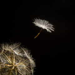 Umbelliferous seed of Meadow Salsify (Tragopogon pratensis) flying away from the seed head against a black background.