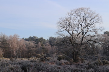 frosty tree and landscape