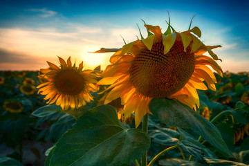 Sunflowers on a field at sunset