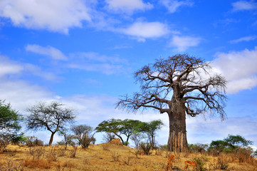 Baobab or boab, boaboa, bottle tree, upside-down tree, and monkey bread tree Tarangire National...