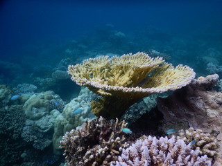 coral fan