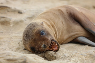 Fototapeta premium California Sea Lion