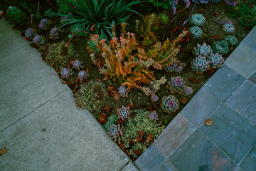 Succulent plant colorful 