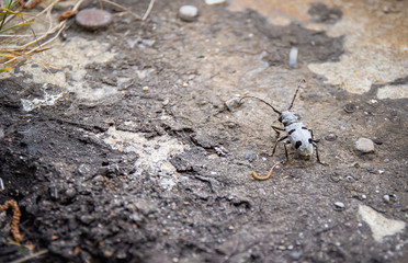 Brown Strizibuba (Morimus funereus) in the nature
