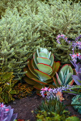 Succulent plant colorful 