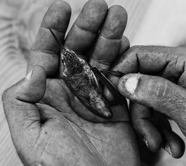 broken winged hummingbird 