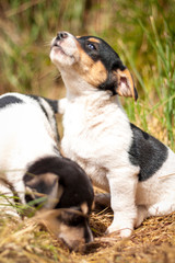 Small cute puppy howling in the grass. Animal portrait.