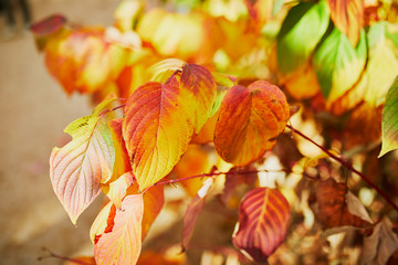 Closeup of colorful bright autumn leaves