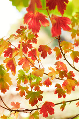 Closeup of colorful bright autumn leaves