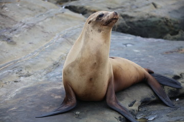 California Sea Lion