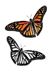 Fototapeta na wymiar Hand drawn sketch of butterfly in color. Isolated on white background. Drawing for posters, decoration and print. Vector illustration